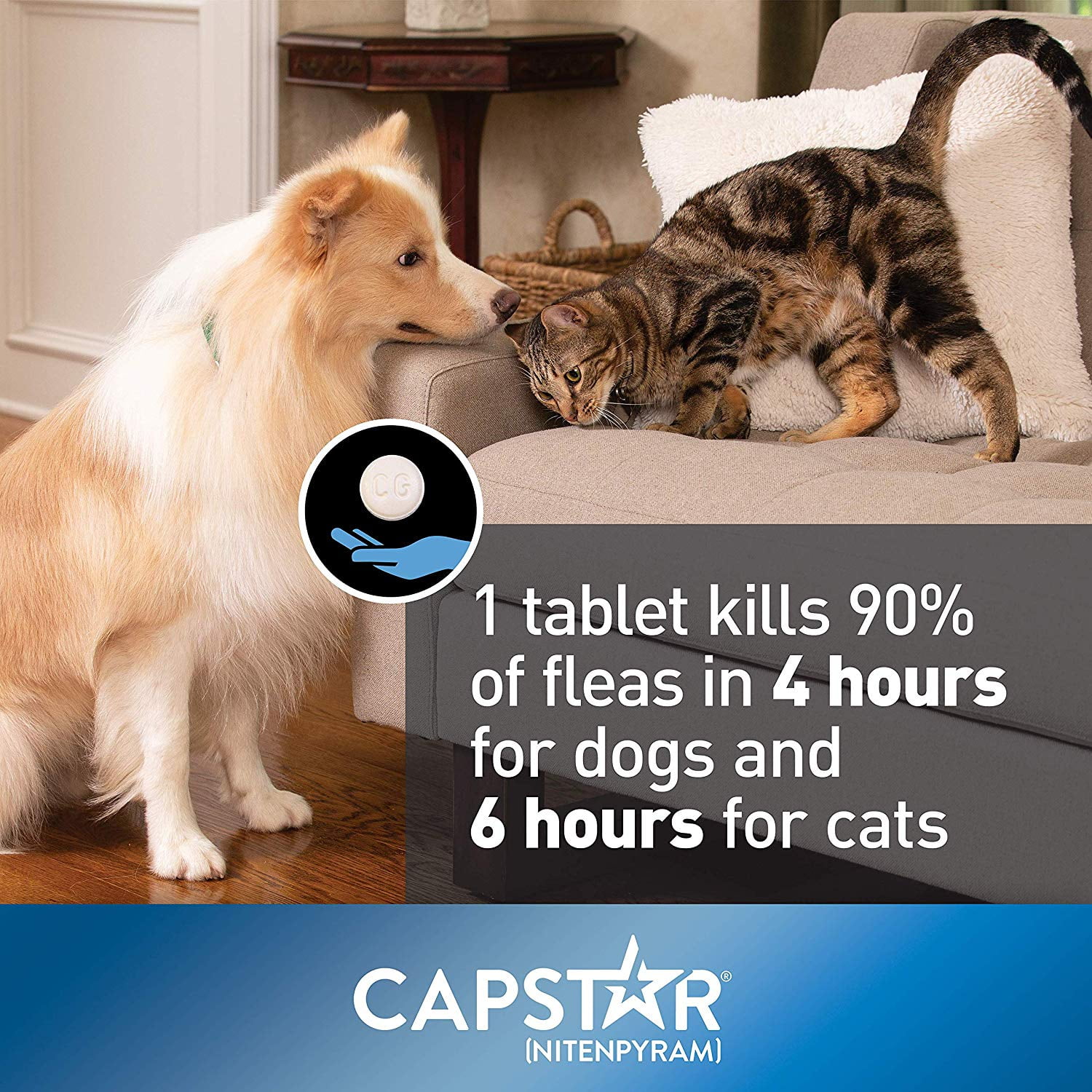 capstar for kittens walmart