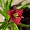 thumbnail image 2 of Expert Gardener Pardon Me Daylily (2.5 Quart) Re-Blooming Perennial with Red Blooms - Full Sun Live Outdoor Plant, 2 of 8