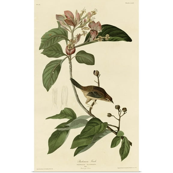 Great BIG Canvas | Rolled John James (1785-1851) Audubon Poster Print entitled Bachman's Finch