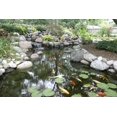 thumbnail image 4 of Aquascape Cold Water Beneficial Bacteria for Pond and Water Features, 32-Ounce, 98894, 4 of 4