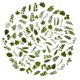 thumbnail image 1 of Stickers OBUJOPAL 100 piezas Hojas Verdes 5x5 cm PET, 1 of 6