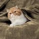 thumbnail image 2 of Manta de cama, forro polar, tamaño queen, franela, color camel, 230 x 230 cm, 2 of 7