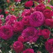 Celestial Night Floribunda Rose Bush Potted Flowering Shrub, in a 3 Gal. Pot