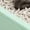 Green, variant on Blue Small Kitten Starter Kit Litter Box Set With Scoop, Double Bowl, And Cat Toys