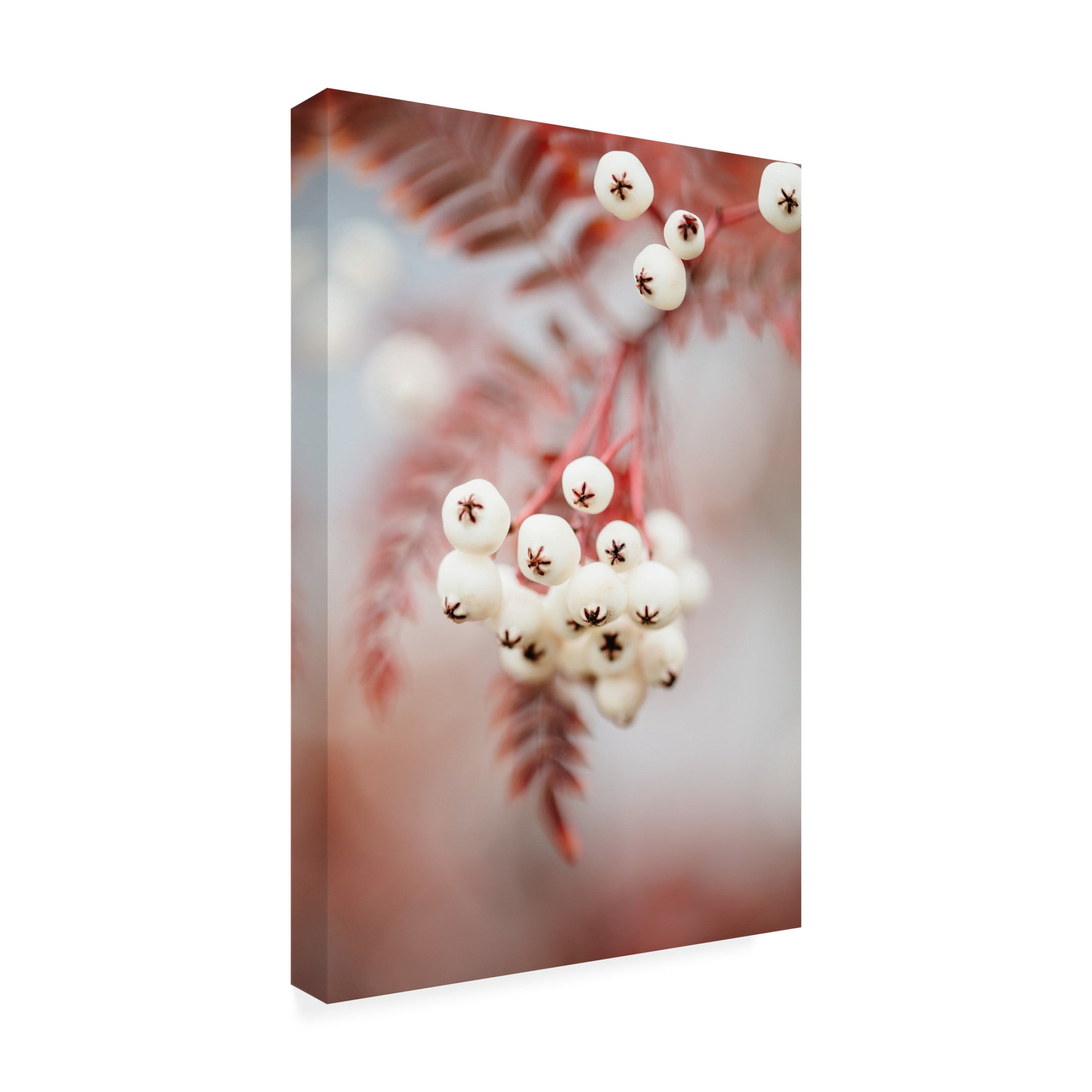 Trademark Fine Art Pictufy Studio Berries On A Twig Canvas Wall Art