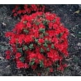thumbnail image 3 of Azalea Vivid  10 Live Plants  Red Flowering Rhododendron Blooming Shrubs, 3 of 9