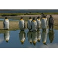 thumbnail image 2 of Illg, Cathy and Gordon 32x23 Gold Ornate Wood Framed with Double Matting Museum Art Print Titled - East Falkland King penguins reflecting in water, 2 of 4