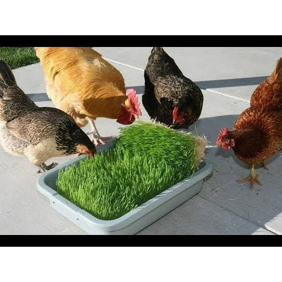 Complete Chicken Wheat Grass Fodder Grow Kit. 10x20 Grow Container, (3X)Jute Grow Medium Cloth and Wheatgrass Seeds. Harvest in 10 Days. Keto (One Pound Wheatgrass Seeds)