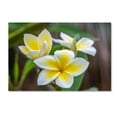 thumbnail image 2 of Trademark Fine Art 'Plumeria in the Rain' Canvas Art by Pierre Leclerc, 2 of 4