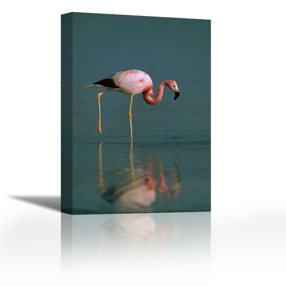 Andean Flamingo wading, Laguna Blanca, southwestern Bolivia - Contemporary Fine Art Giclee on Canvas Gallery Wrap - wall décor - Art painting - 24 x 36 Inch - Ready to Hang
