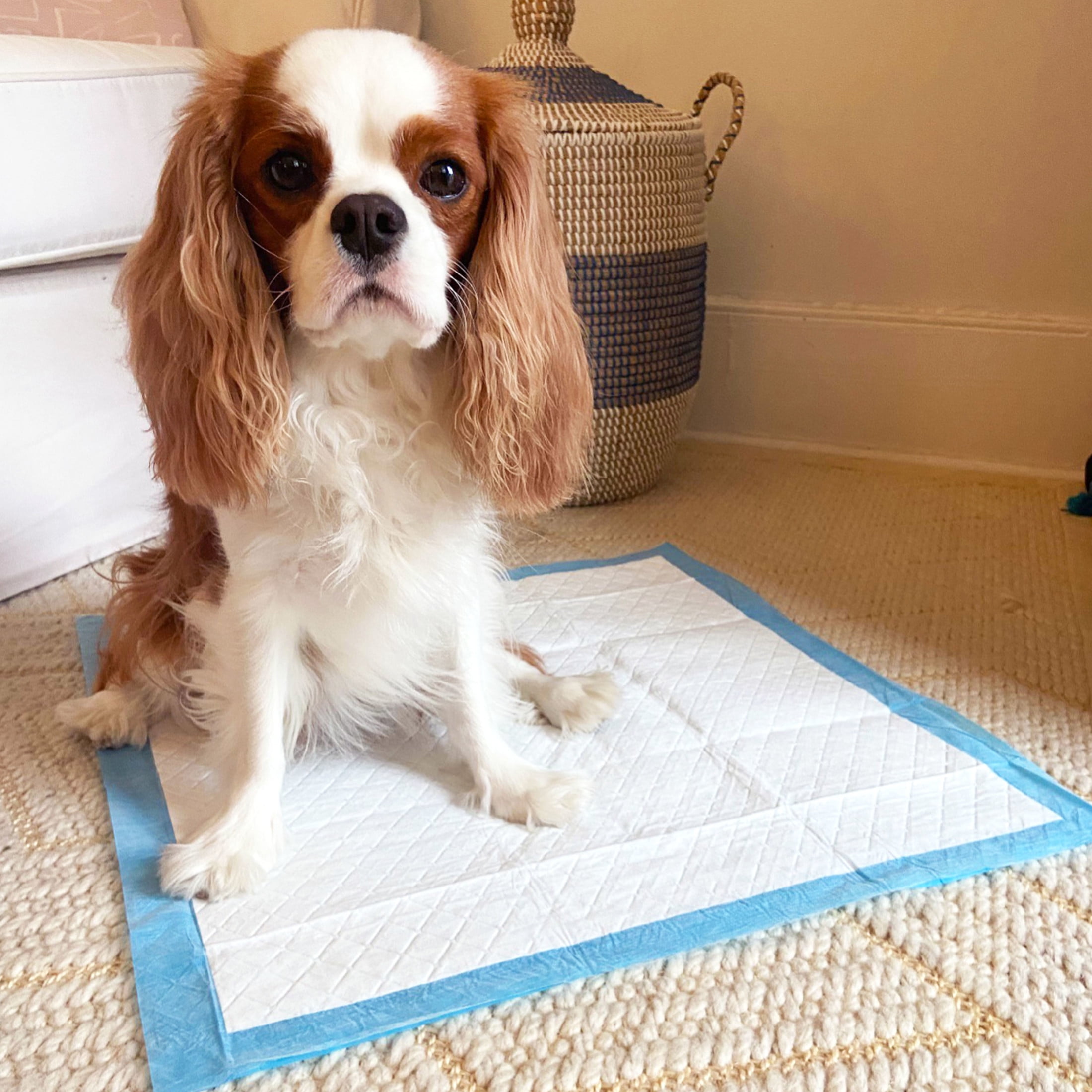 Four Paws Wee-Wee Odor Control Dog Training Pads with Febreze Freshness 22" x 23" (150 Count)