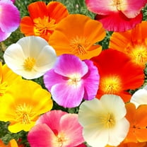 TomorrowSeeds - 7 Colors Mix California Poppy Seeds - 18,000  Count - For 2026 Planting Rainbow