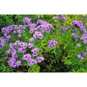 New England Aster (100 seeds per pack), Full-Part Sun, Perennial Flowers, Steep Hill Garden
