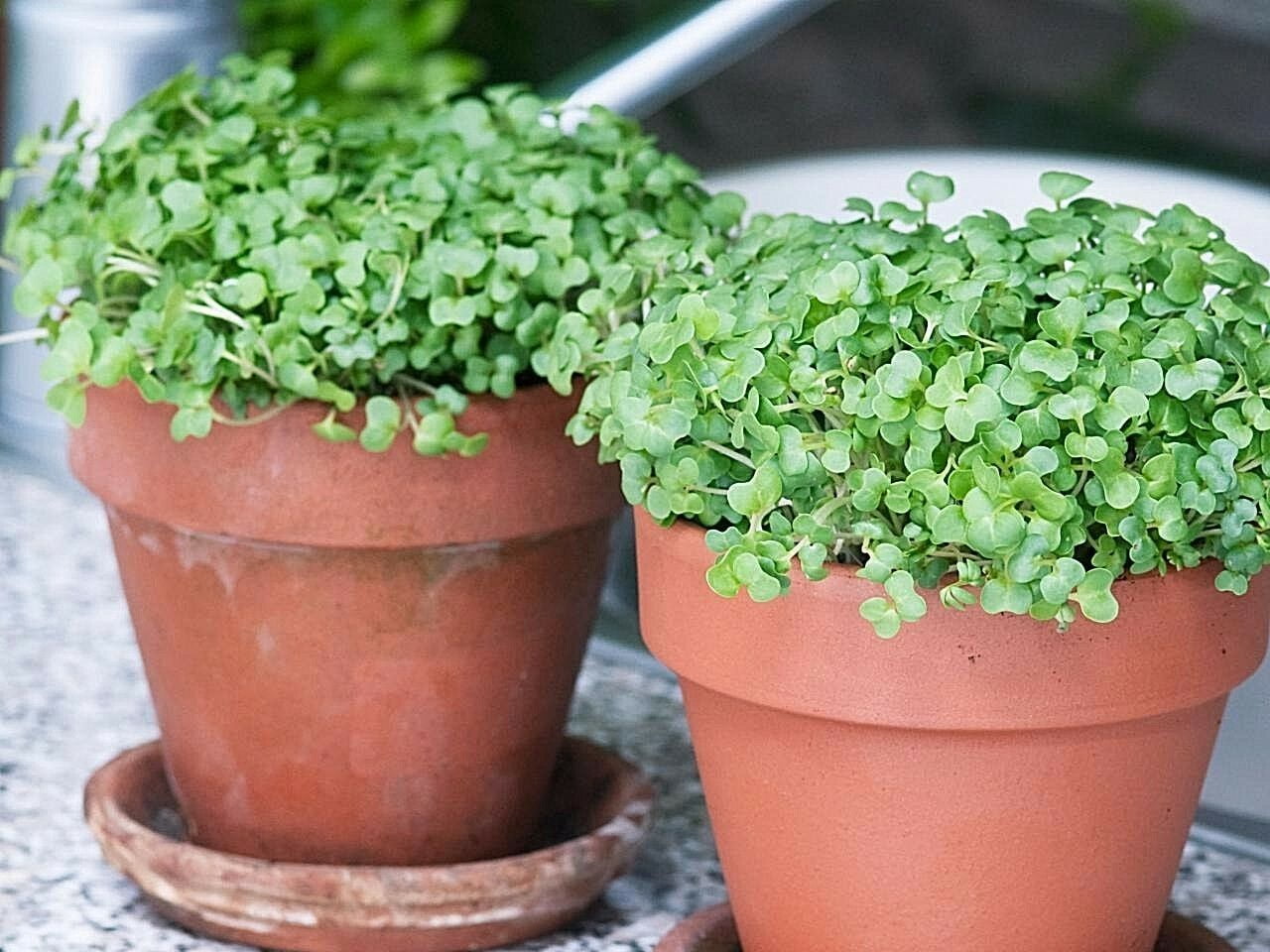 1500+WATERCRESS Organic Non-Gmo Seeds SUPERFOOD Spring//Fall Garden//Containers