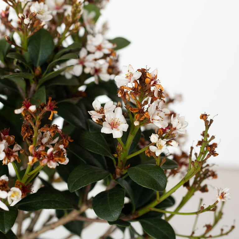 Southern Living Spring Sonata Indian Hawthorne Live Shrub in 2