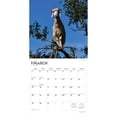 thumbnail image 3 of Goats in Trees | 2026 12x24" (Hanging) Square Wall Calendar | Plastic-Free, 3 of 9