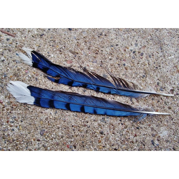 Blue Bird Feather Nature Jay Feather Bird20 Inch By 30 Inch Laminated