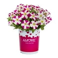thumbnail image 2 of Amore 2.5QT Pink White Petunia Live Annual Plant Sun 3-Pack, 2 of 6