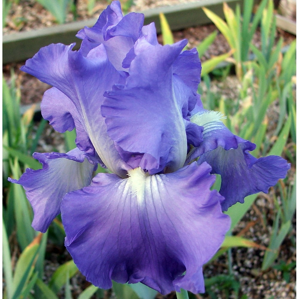 Victoria Falls Bearded Iris REBLOOMER 4" Pot