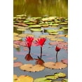 thumbnail image 2 of Haseltine, Tom 11x14 Black Ornate Wood Framed with Double Matting Museum Art Print Titled - Thailand Royal Park Ratchaphruek Water lilies, 2 of 4
