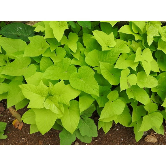 Daylily Nursery Marguerite Sweet Potato Live Plants in 2.25" pot (3 Count)