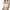 Beige, variant on Lovskoo Camisole Tops for Women Scoop Neck Summer Sleeveless Solid Color Spaghetti Strap Slim Bottom Undershirt Tanks Beige L