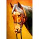 thumbnail image 1 of Bor Diamond Lukisan (DE4264) 5D DIY Penuh Kuda Cross Stitch Bordir (B423) 50x70cm Hugtrwg Para estrenar, 1 of 1