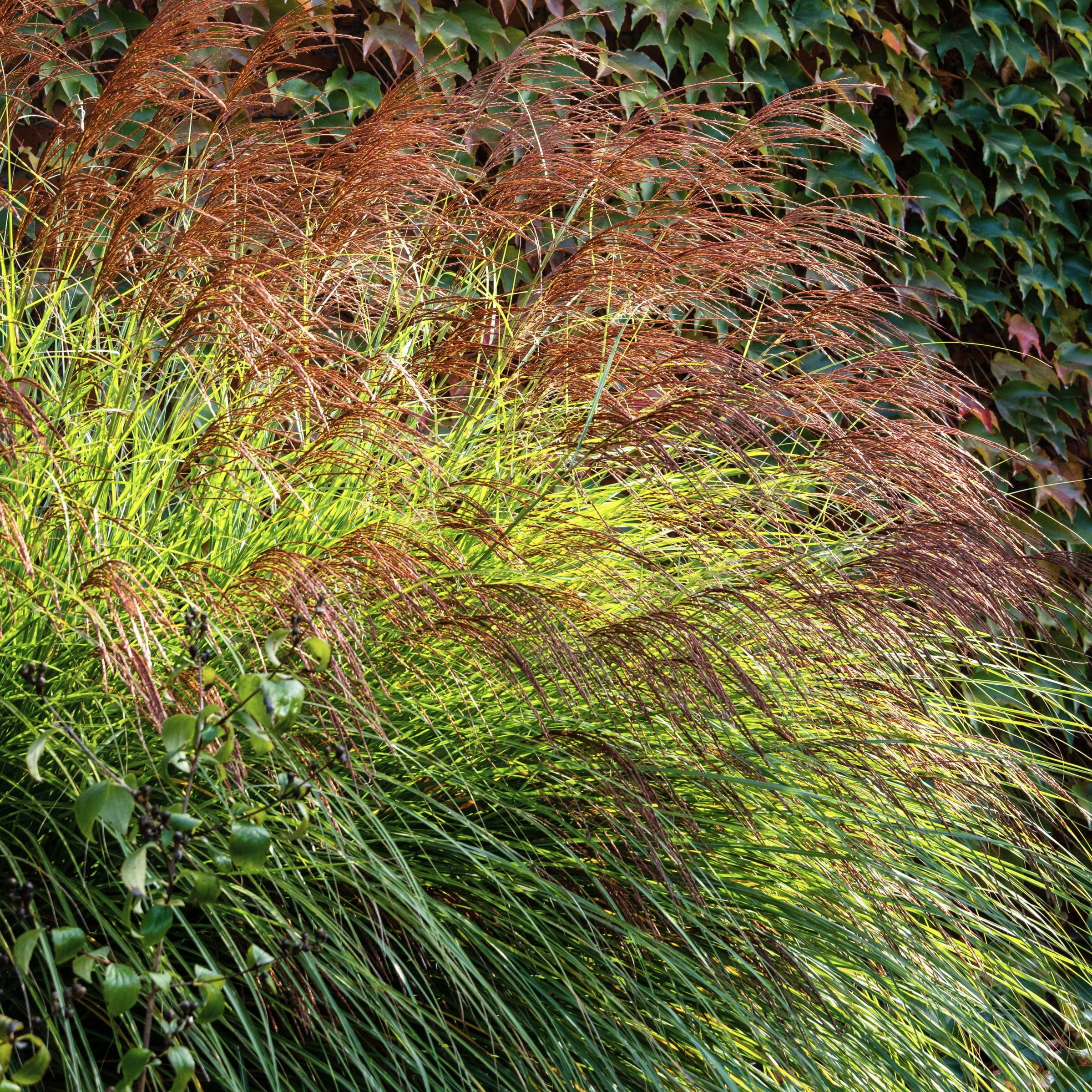 3 gal. Maiden Grass Plant