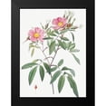 thumbnail image 2 of Redoute, Pierre Joseph 19x24 Black Modern Framed Museum Art Print Titled - Swamp Rose, Hudson Rose with Willow Leaves, Rosa hudsoniana salicifolia, 2 of 5