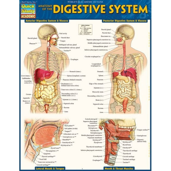 Pre-Owned Anatomy of the Digestive System