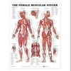 Female Muscular System Anatomical Chart Laminated-8947PL1.5