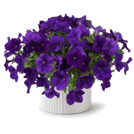 RedCrocus Petunia 'Capella Indigo' - Vibrant Purple Trailing Flower for Gardens, Hanging Baskets & Containers, Attracts Pollinators, Easy Care, Bright Blooms 4.5" Pot (Pack of 5)
