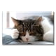 thumbnail image 1 of Cuadro Pixtreats Gato Dormilón 40X60 cm, 1 of 4