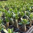 thumbnail image 5 of Desert Rose Adenium Obesum, 3/6 Plants, Starter Seedling, Rare Succulent, 5 of 5