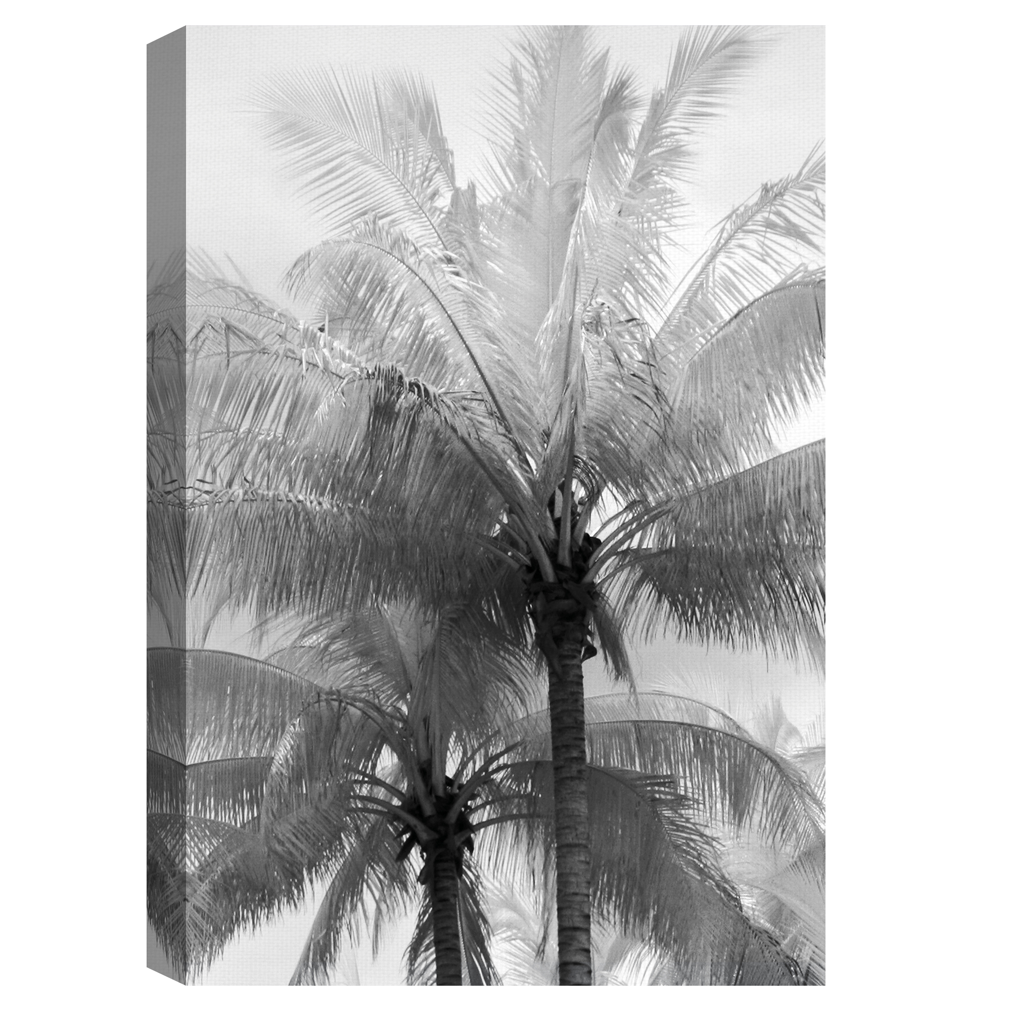 Kerala Focus by Bill Philip Palm Trees Photo Canvas Art