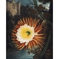 thumbnail image 2 of Thornton, Robert John 15x18 Black Ornate Wood Framed with Double Matting Museum Art Print Titled - The Night Blowing Cereus from The Temple of Flora, 2 of 4