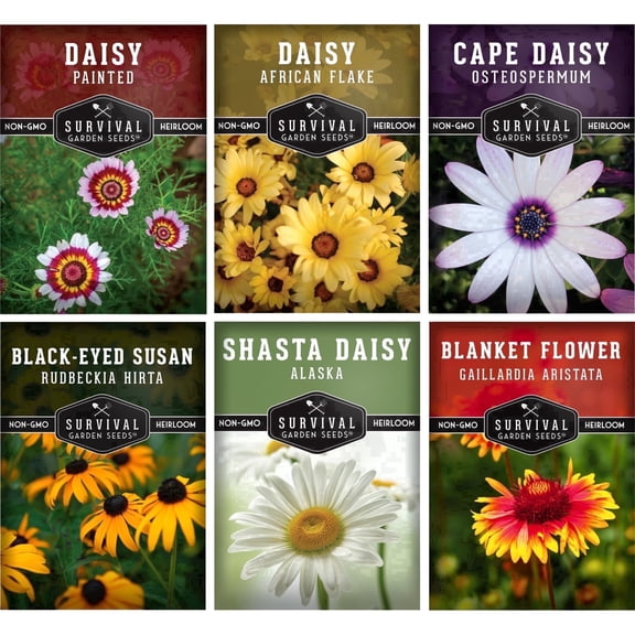 Daisy Seeds 6 Variety Pack - Heirloom Full Sun Perennial Flowers