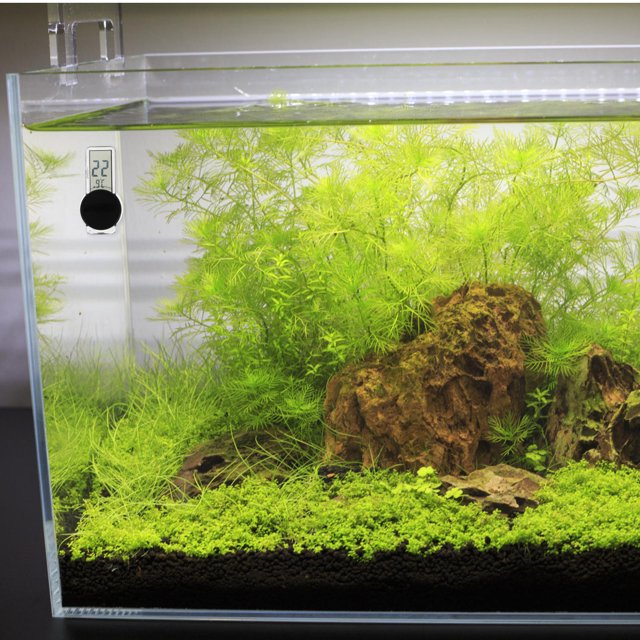 KAKOWELY Termómetro Multifuncional Para Acuarios Y Reptiles Con Compacto Y Pantalla Digital