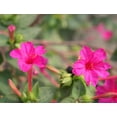 thumbnail image 2 of TomorrowSeeds - Pink Four O' Clock Seeds - 100+ Count - For 2026 Planting Mirabilis Jalapa Solid, 2 of 9
