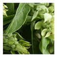 thumbnail image 2 of Albahaca por pieza, 2 of 3