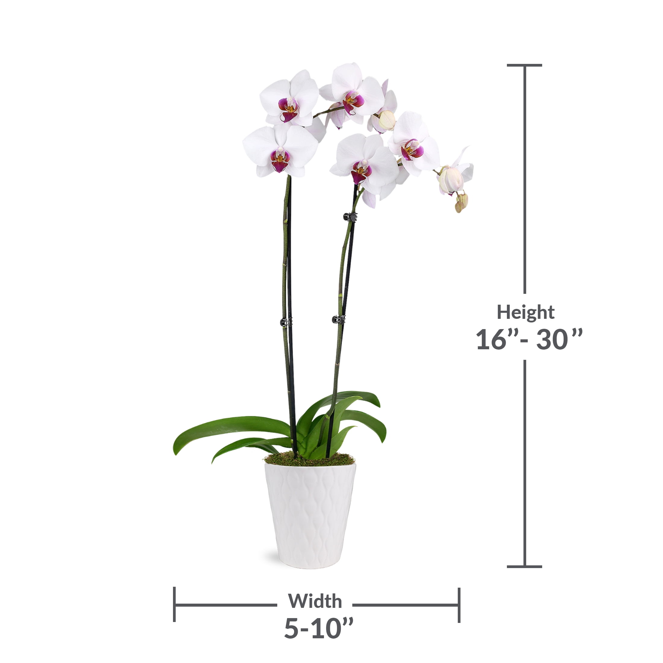 Just Add Ice 16-30" White and Purple Premium Orchid Live Plant in 5" White Ceramic Pot, House Plant