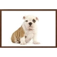 thumbnail image 2 of English Bulldog, Animals World Culture Framed Art Print Wall Art Sold by Art.Com, 2 of 6