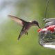 thumbnail image 5 of Hermoso comedero para colibríes Mason Jar con 4 puertos, comedero para colibríes con ventana transparente, alimentación para pájaros pequeños y salvajes, 5 of 5