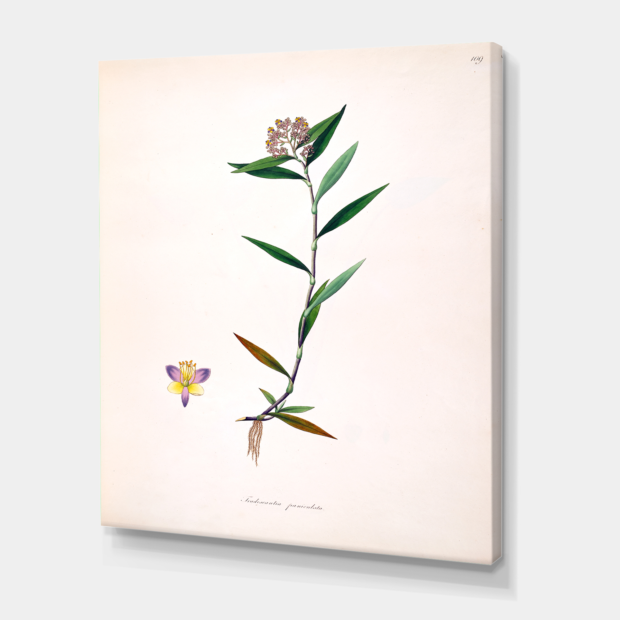 Designart ' Ancient Botanicals XIX ' Farmhouse Canvas Wall Art Print