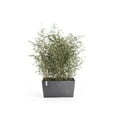 thumbnail image 4 of Ecopots Paris Durable Modern Rectangular Indoor/Outdoor Recycled Based Composite Flower Planter, Grey, 31.5", 4 of 4