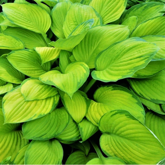 Easy to Grow Hosta Stained Glass 3 Plant Divisions, Summer Shade Zones 3-9