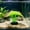 Green#1444, variant on Silicone Anemone Aquarium Ornament with Glowing Tentacles for Fish Tank Decor – Soft Luminous Aquascaping Decoration for Betta, Goldfish and Turtle Tanks