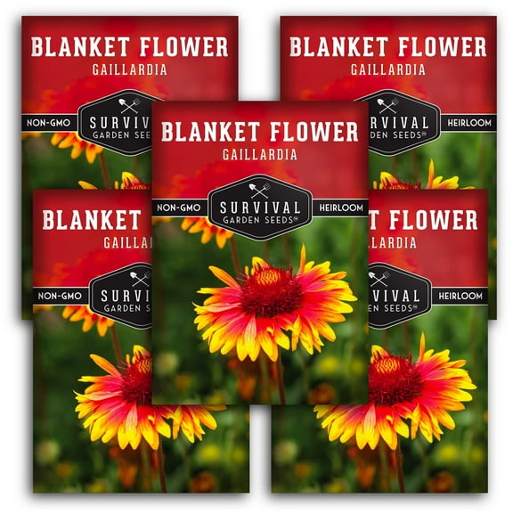 Blanket Flower Seeds - 5 Pack - Non-GMO Heirloom Full Sun Perennial Flower