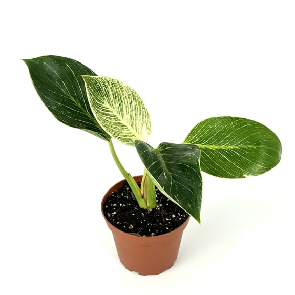 Philodendron Birkin Variegated Air Purifying Houseplant, 4" Pot.