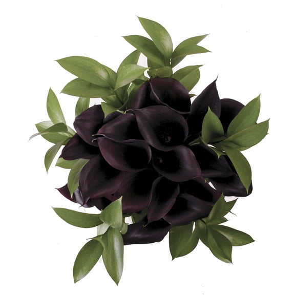 Dark Elegance Mini Calla Bouquet 4 pack Farm Direct Fresh Cut Flowers Black by Bloomingmore